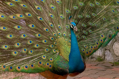 peacock.jpg