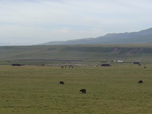 amdo-grasslands