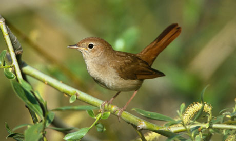 Nightingale